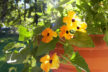 Black-Eyed Susan Vine