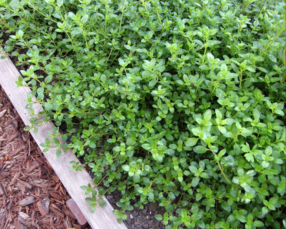 Kitchen Herbs - Creeping Thyme