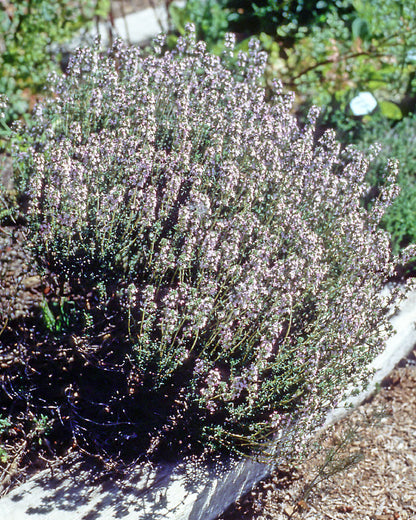 Kitchen Herbs - French Thyme