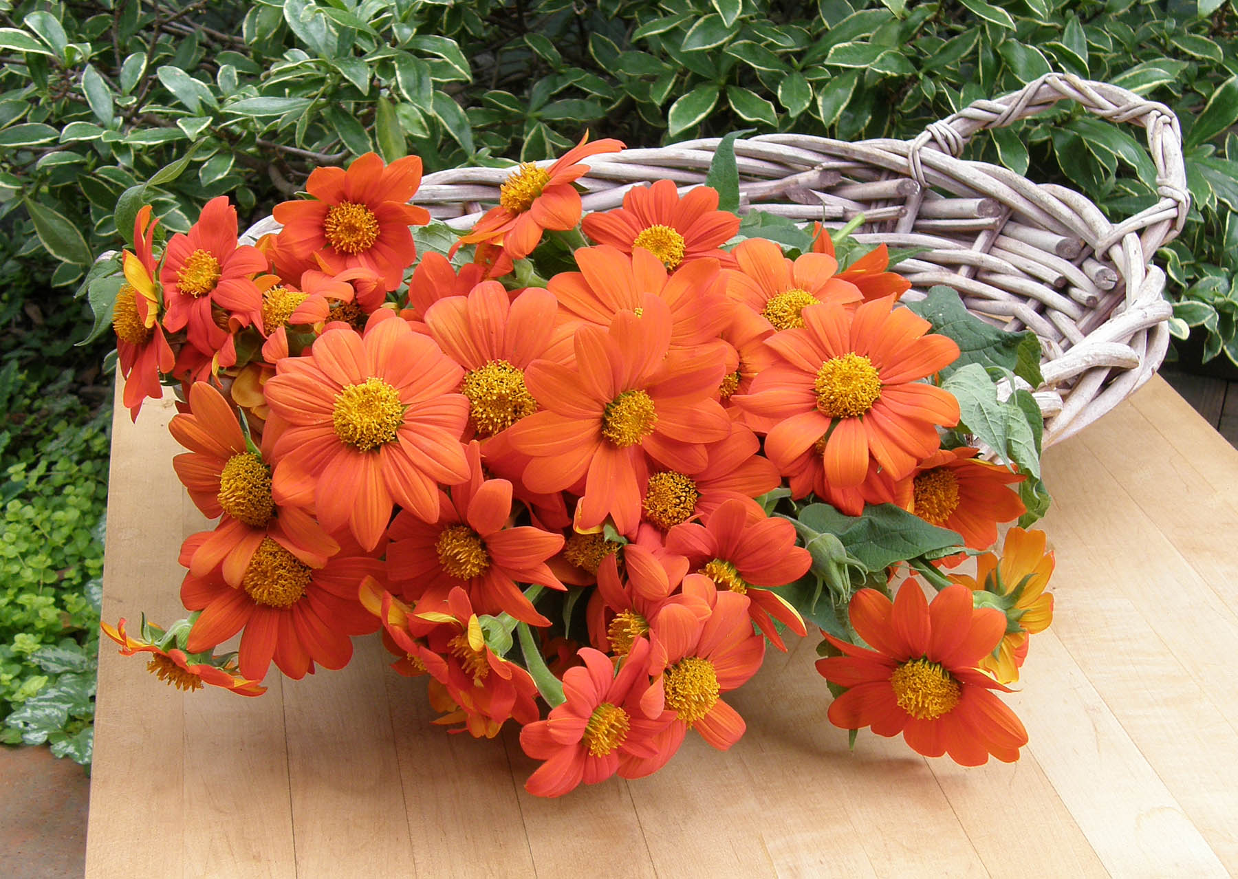 Torch Tithonia' Butterfly Flowers – Renee's Garden