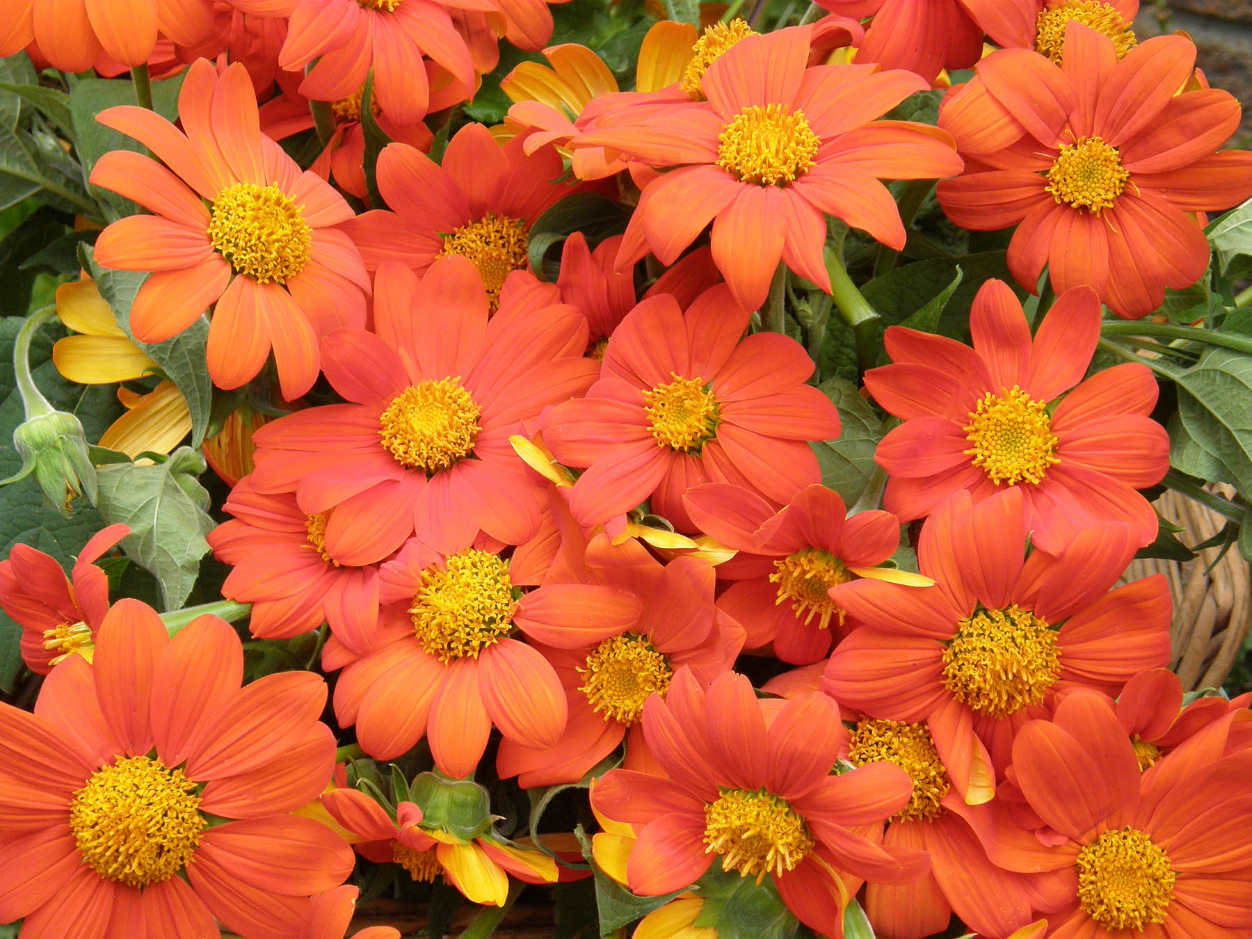 Torch Tithonia' Butterfly Flowers – Renee's Garden