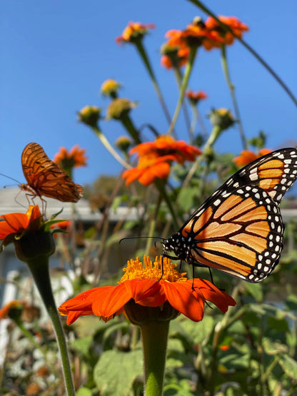 Butterfly Flowers - Heirloom Torch Tithonia