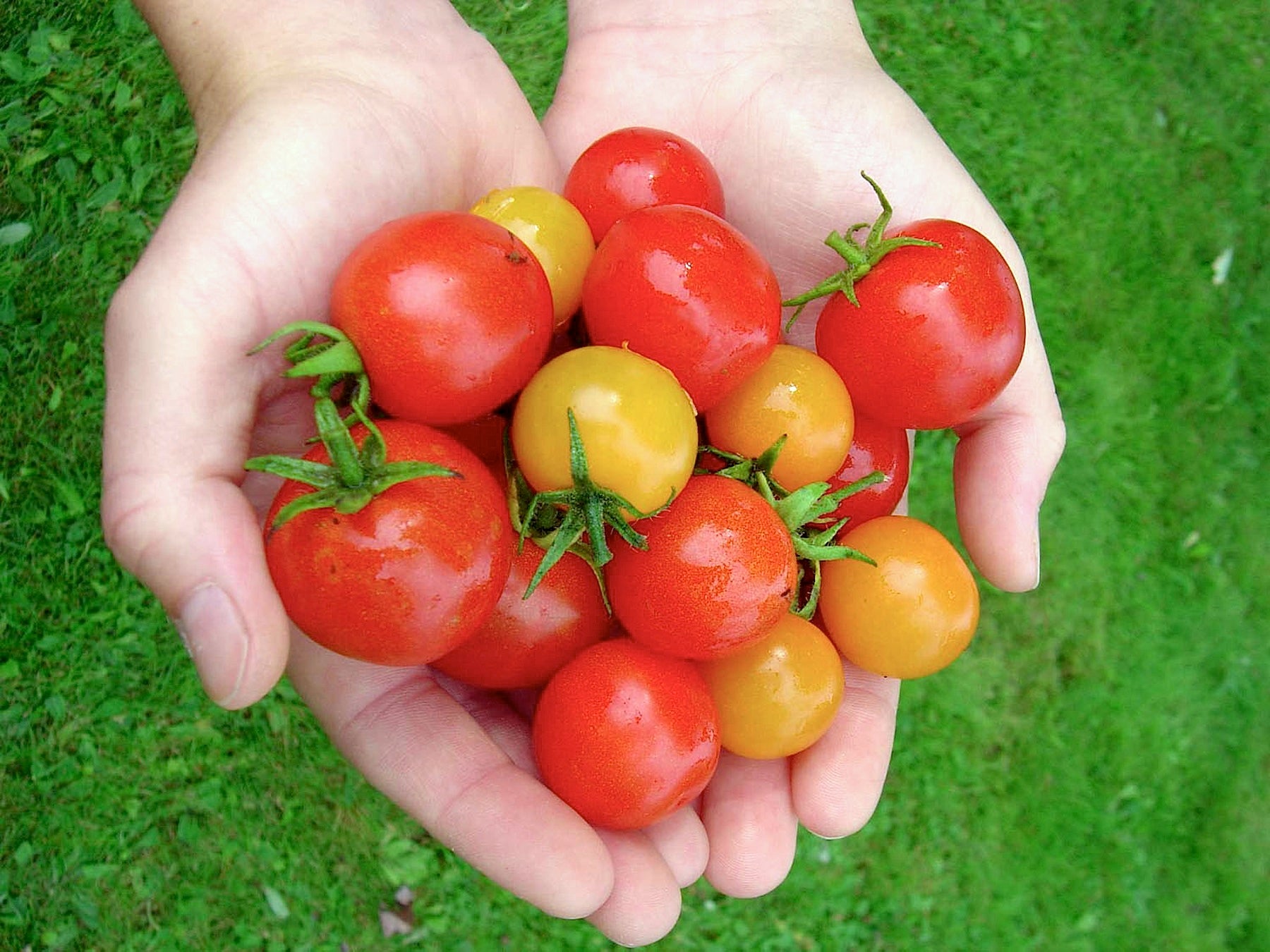 Garden Candy' Tricolor Cherry Tomatoes – Renee's Garden