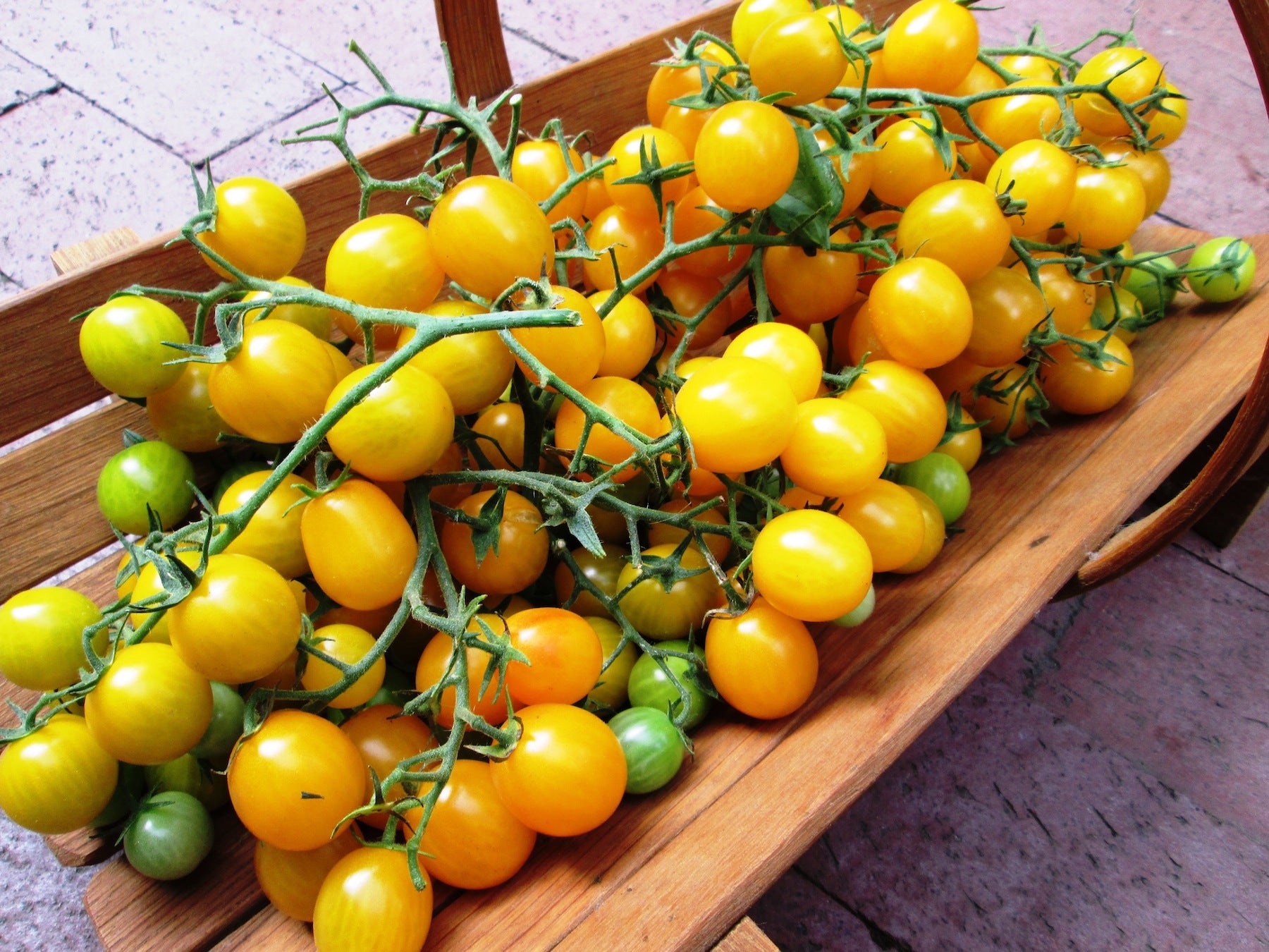 Sweet Gold' Cherry Tomato – Renee's Garden