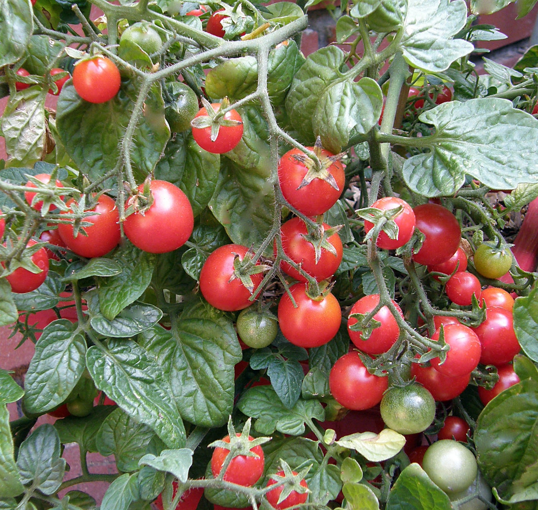 Litt'l Bites Cherry' Windowbox Tomatoes – Renee's Garden