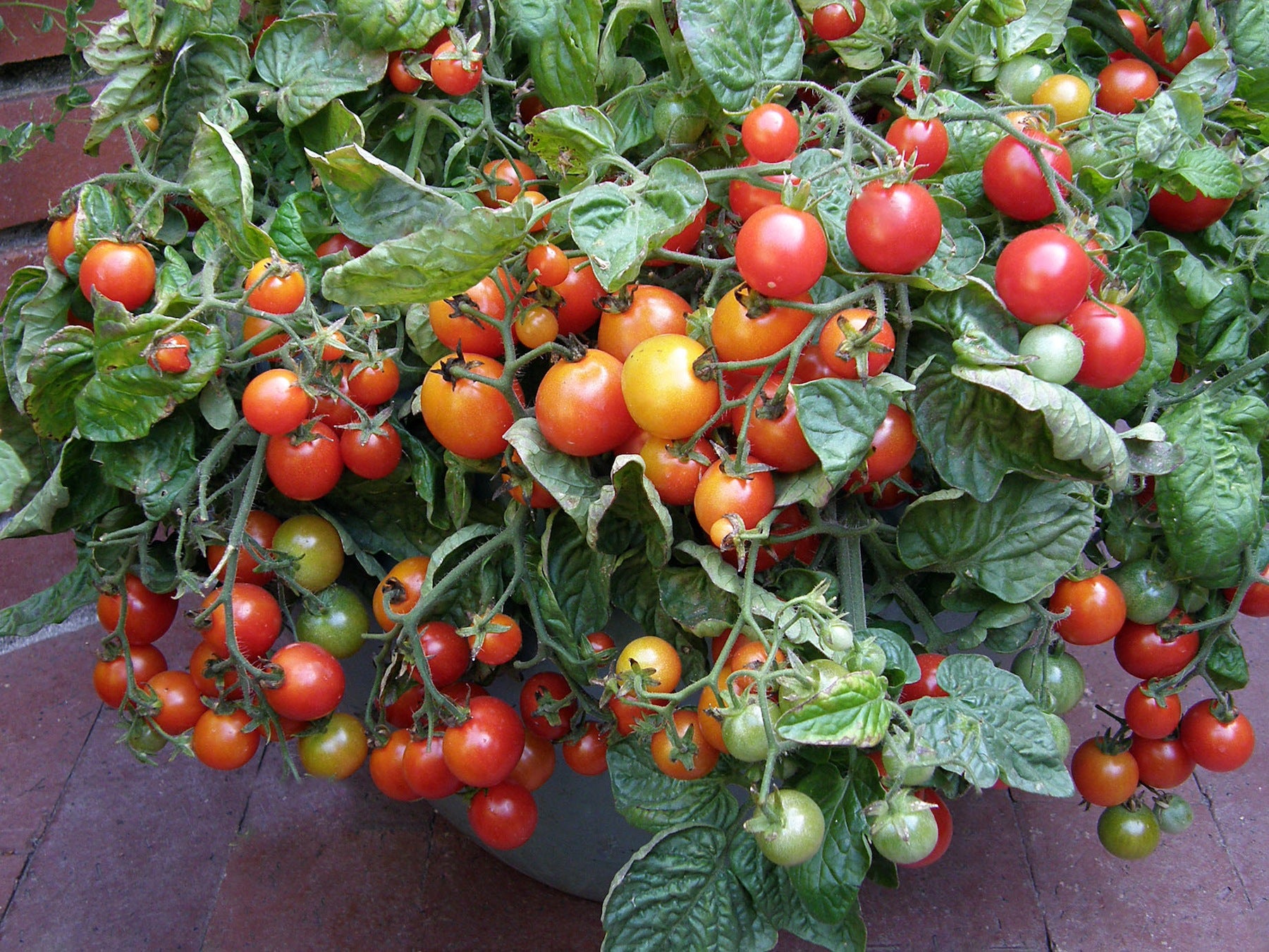 Litt'l Bites Cherry' Windowbox Tomatoes – Renee's Garden