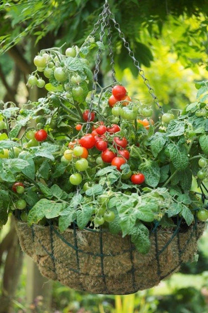 cherry tomato hanging planter Litt'l Bites Cherry' Windowbox Tomatoes – Renee's Garden