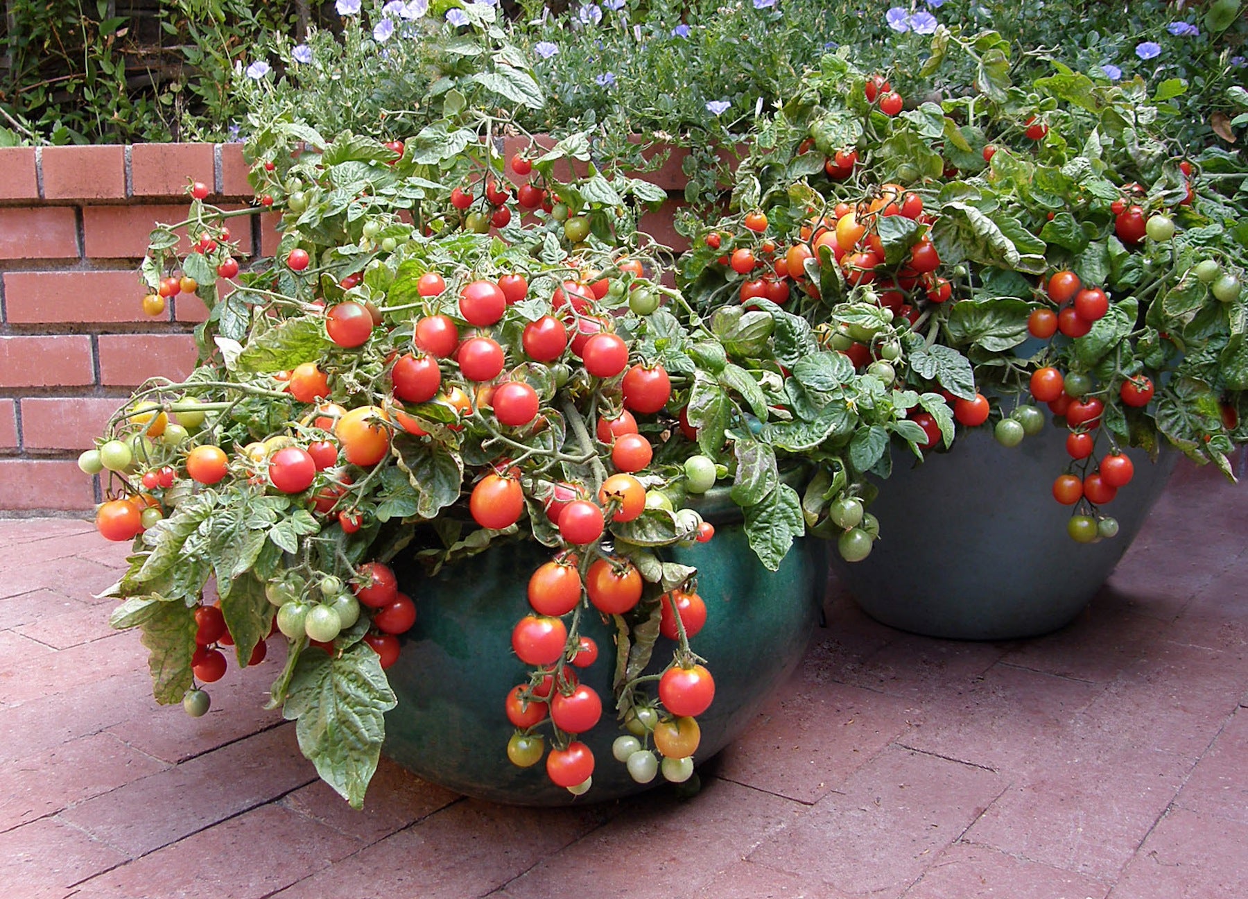 can i plant 2 cherry tomatoes in a pot Litt'l Bites Cherry' Windowbox Tomatoes – Renee's Garden