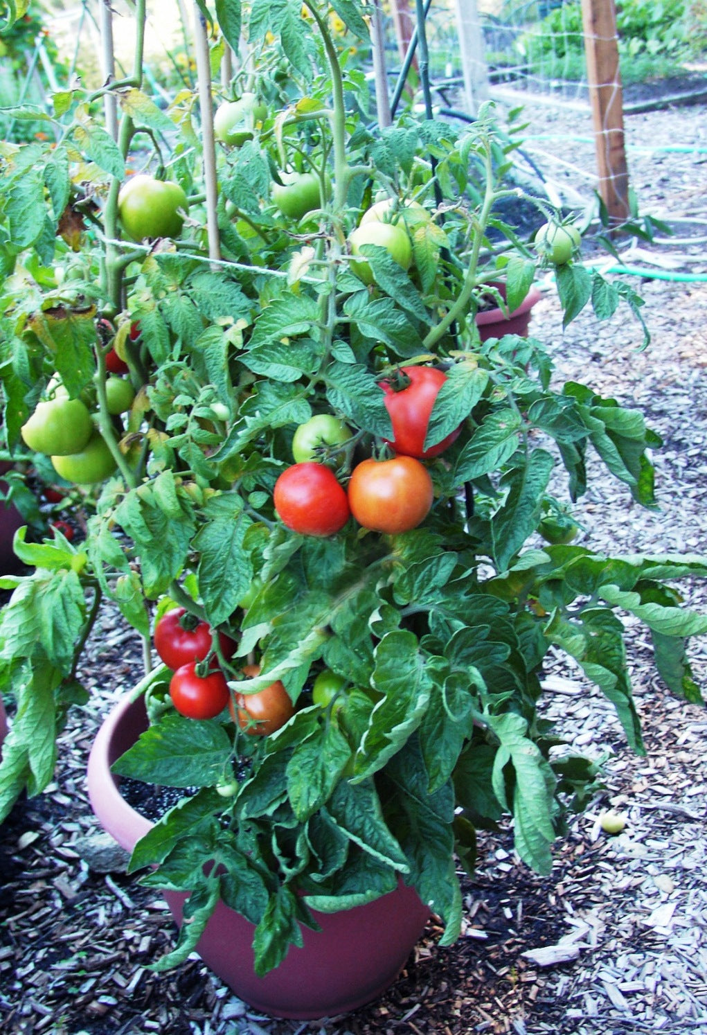 buy potted tomato plants Renee's Garden Container Tomato Super Bush Seeds