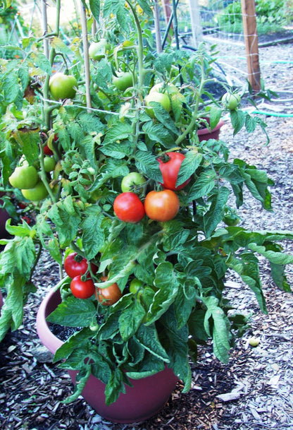 super sauce tomato plants for sale Super Bush' Container Tomato – Renee's Garden
