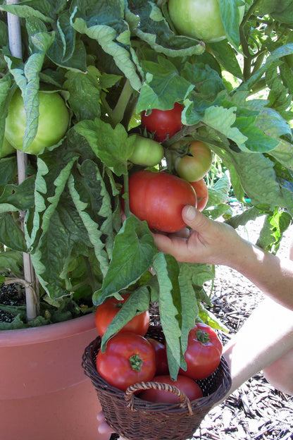 super sauce tomato plant Super Bush' Container Tomato – Renee's Garden