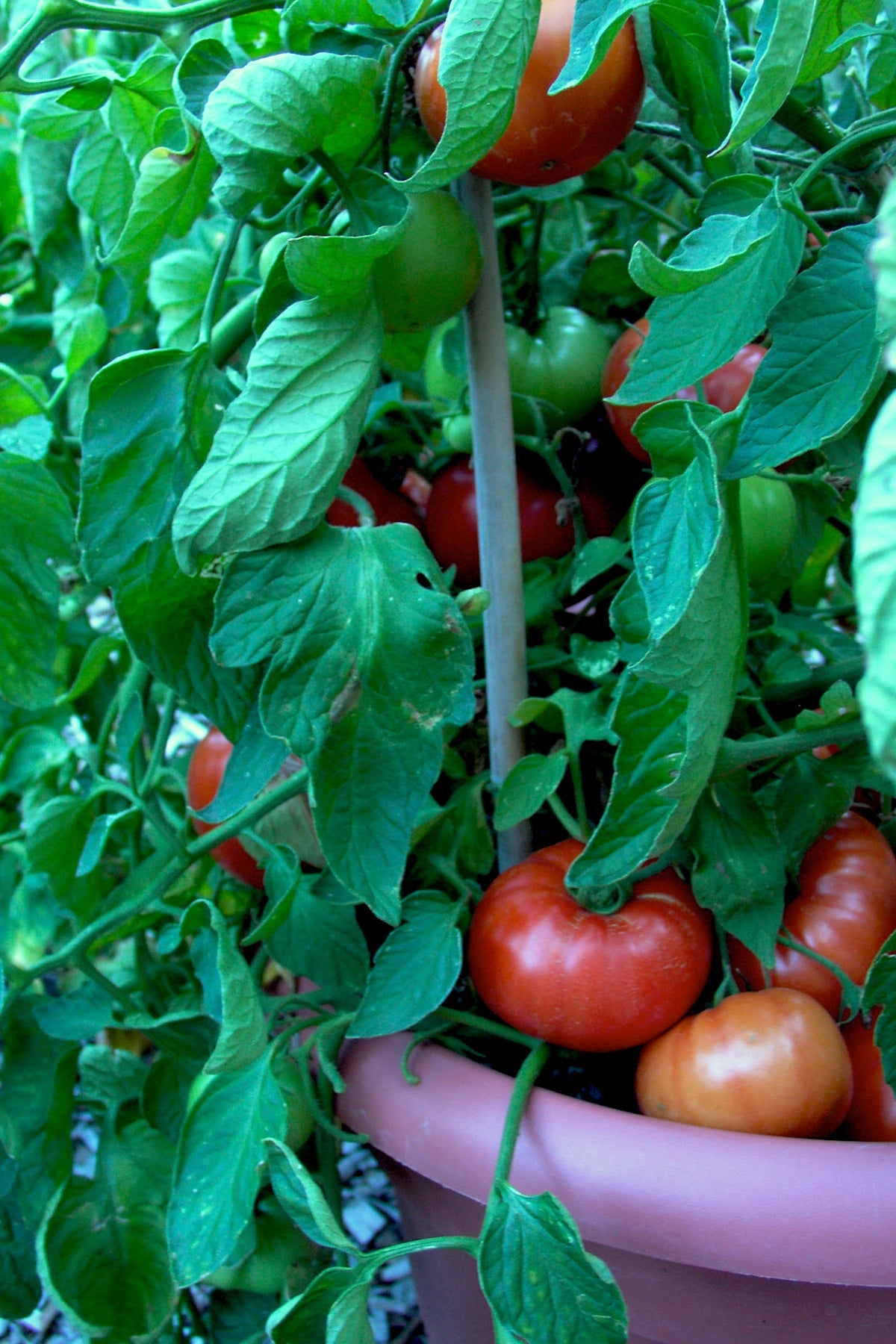 Super Bush' Container Tomato – Renee's Garden