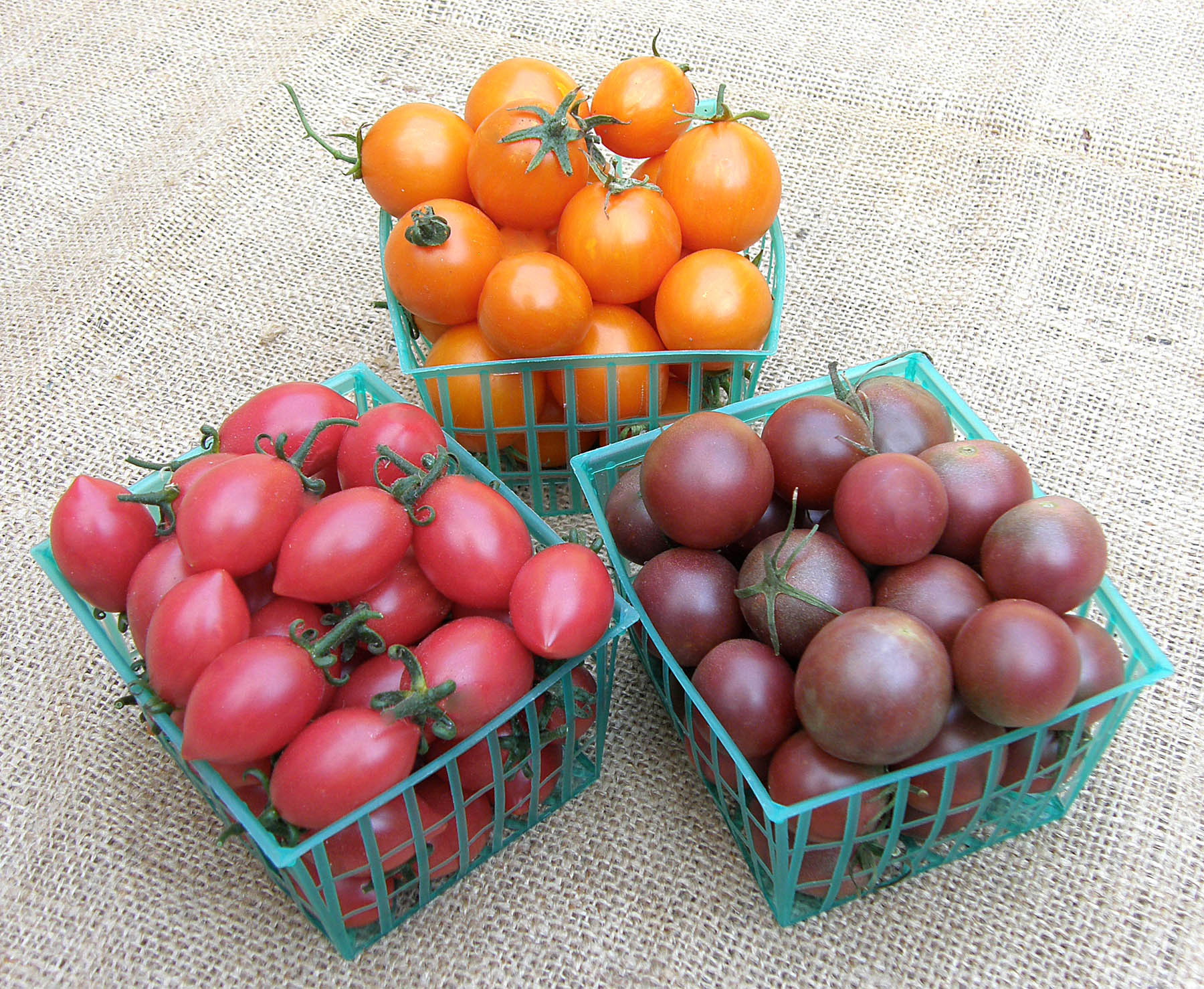 Triple Treats' Cherry Tomato Trio – Renee's Garden