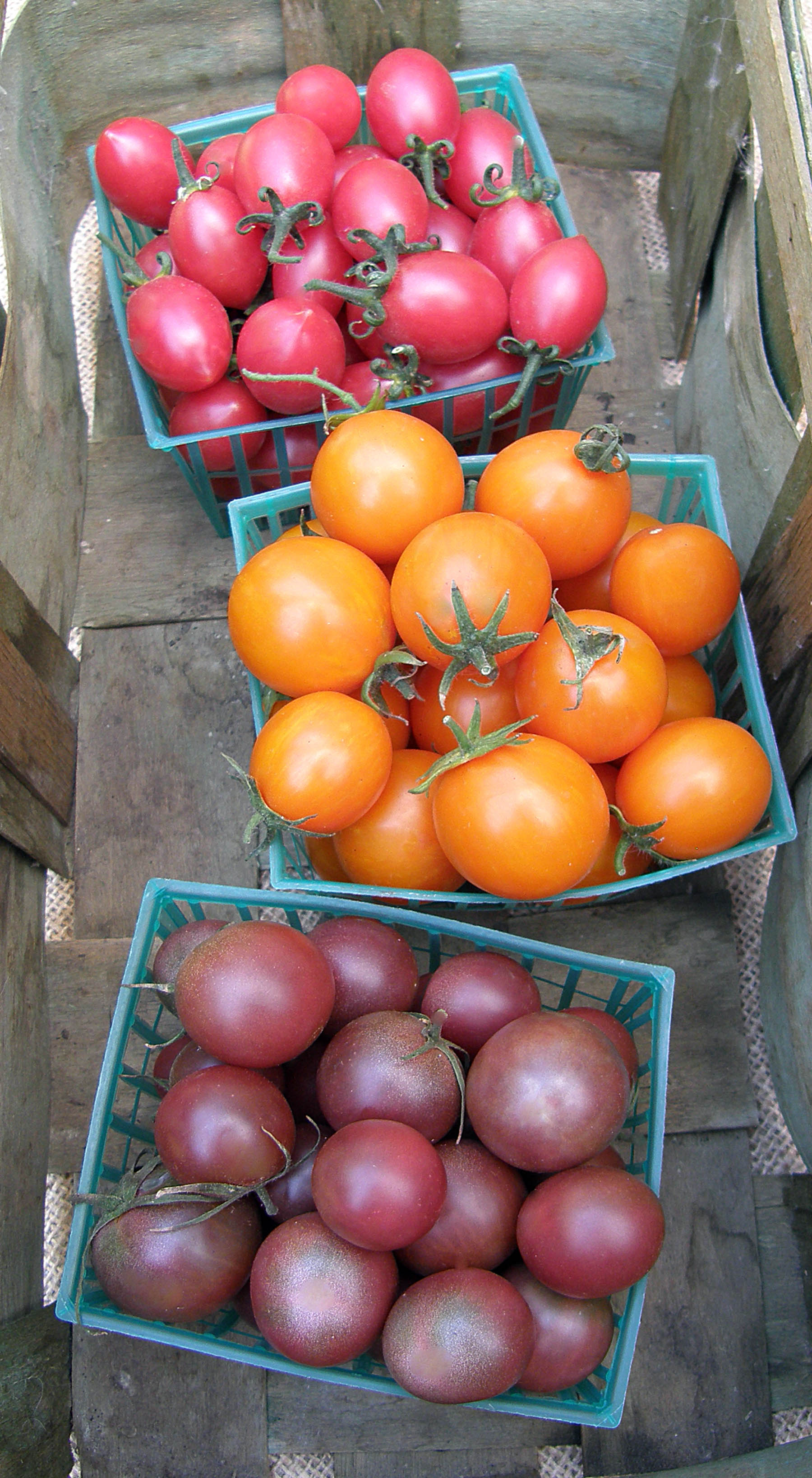 Triple Treats' Cherry Tomato Trio – Renee's Garden