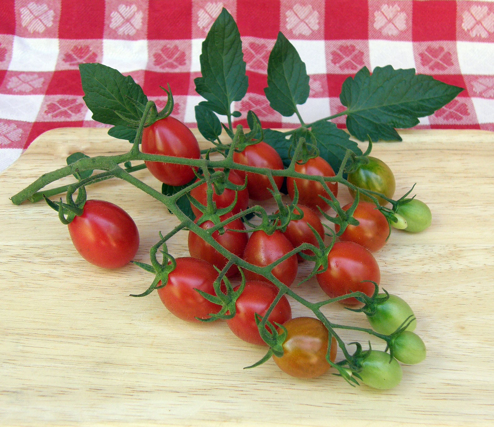 Pandorino' Italian Grape Tomato – Renee's Garden