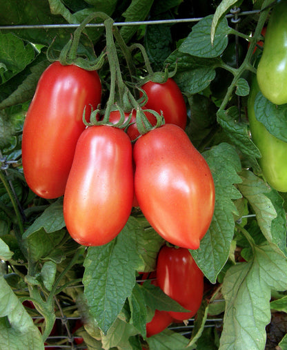 Italian San Marzano