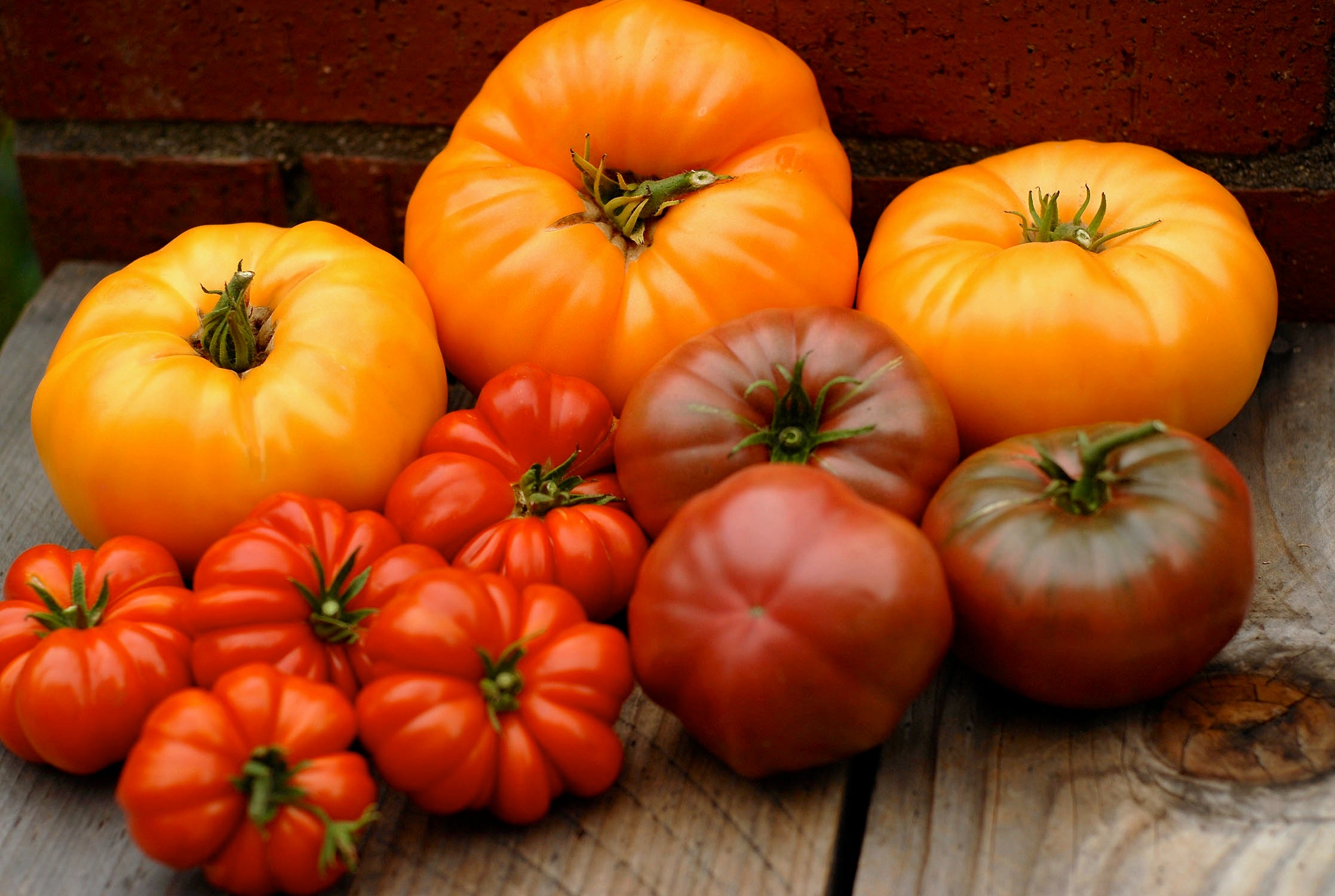 Renee's Garden Summer Feast Heirloom Tomatoes