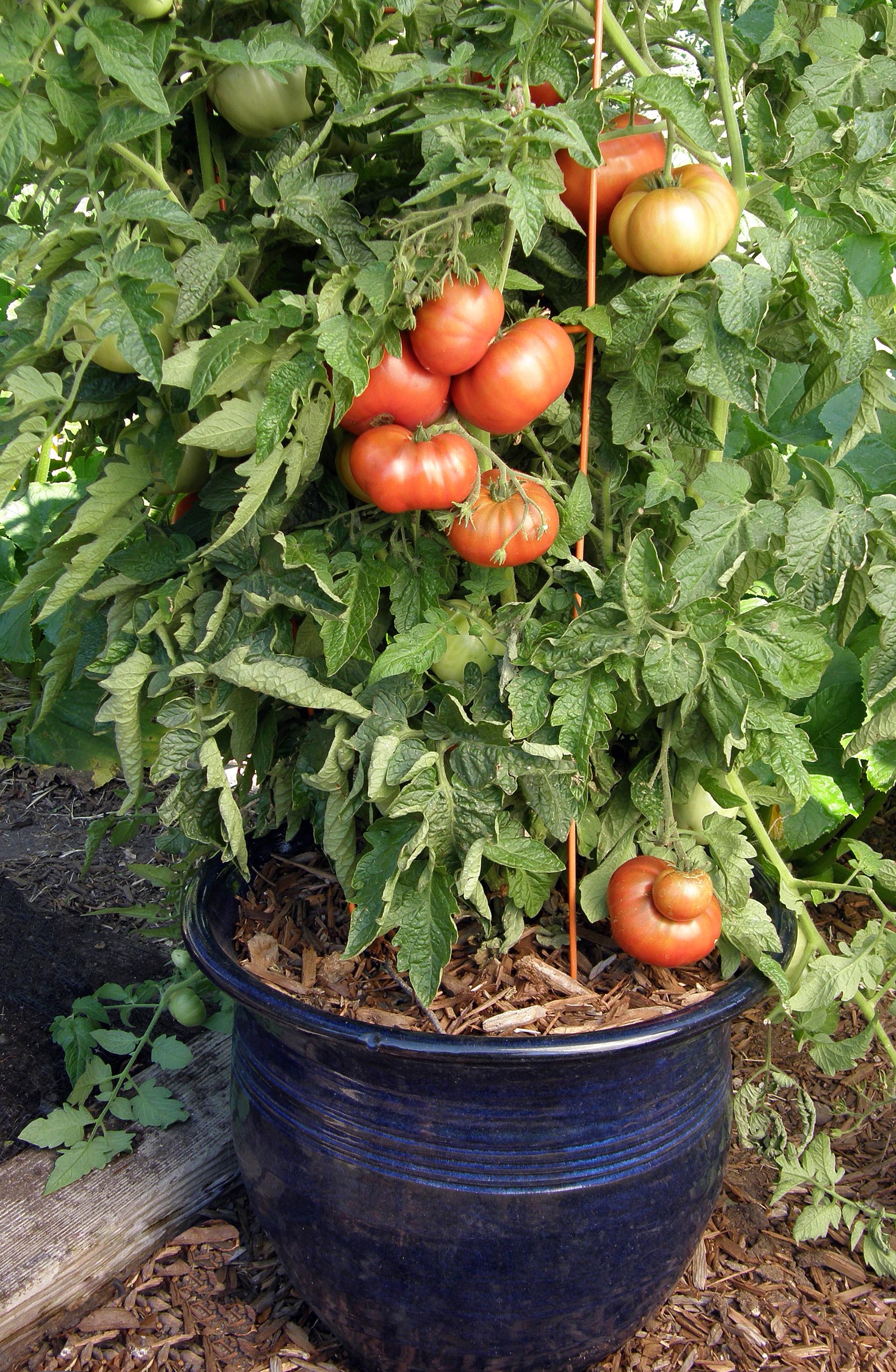 Tasmanian Chocolate' Heirloom Container Tomatoes – Renee's Garden