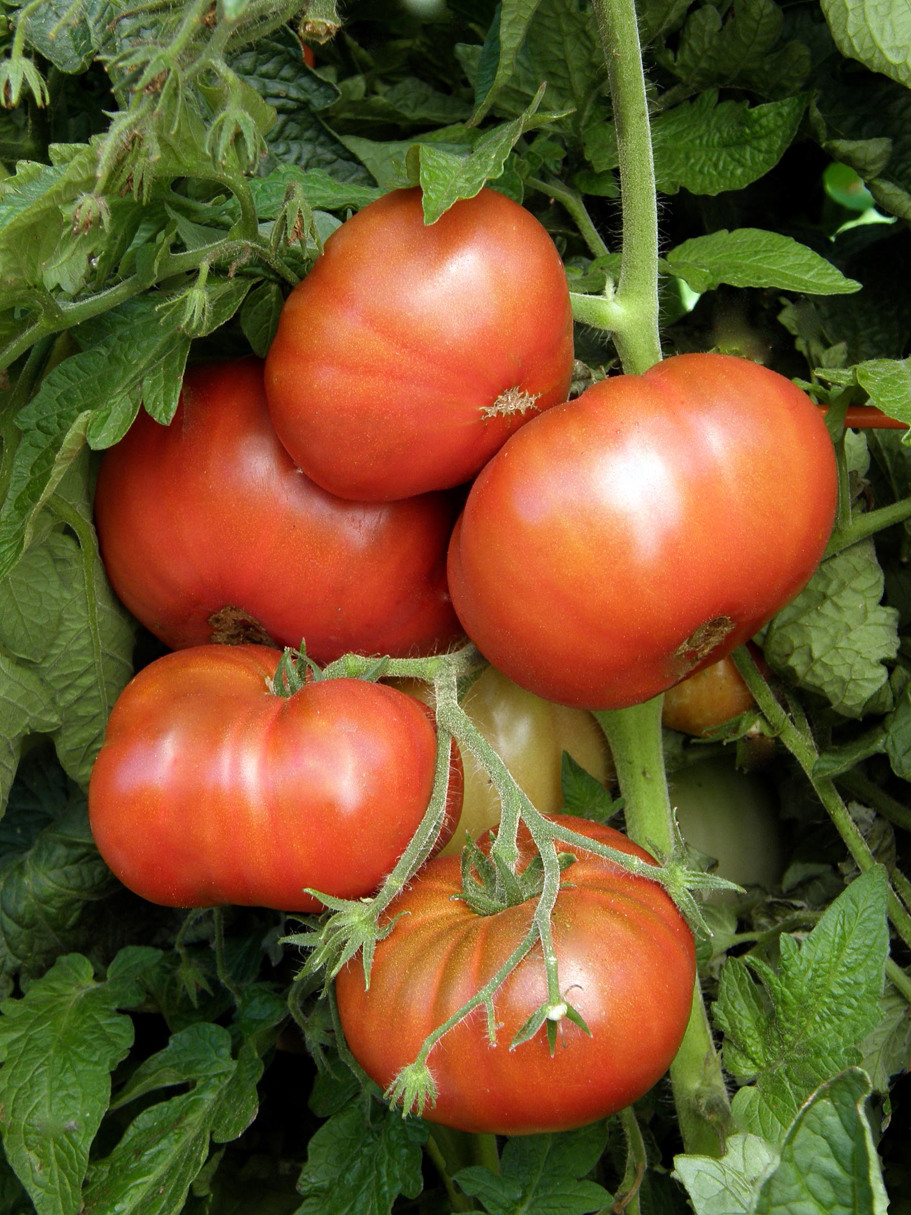 Tasmanian Chocolate' Heirloom Container Tomatoes – Renee's Garden