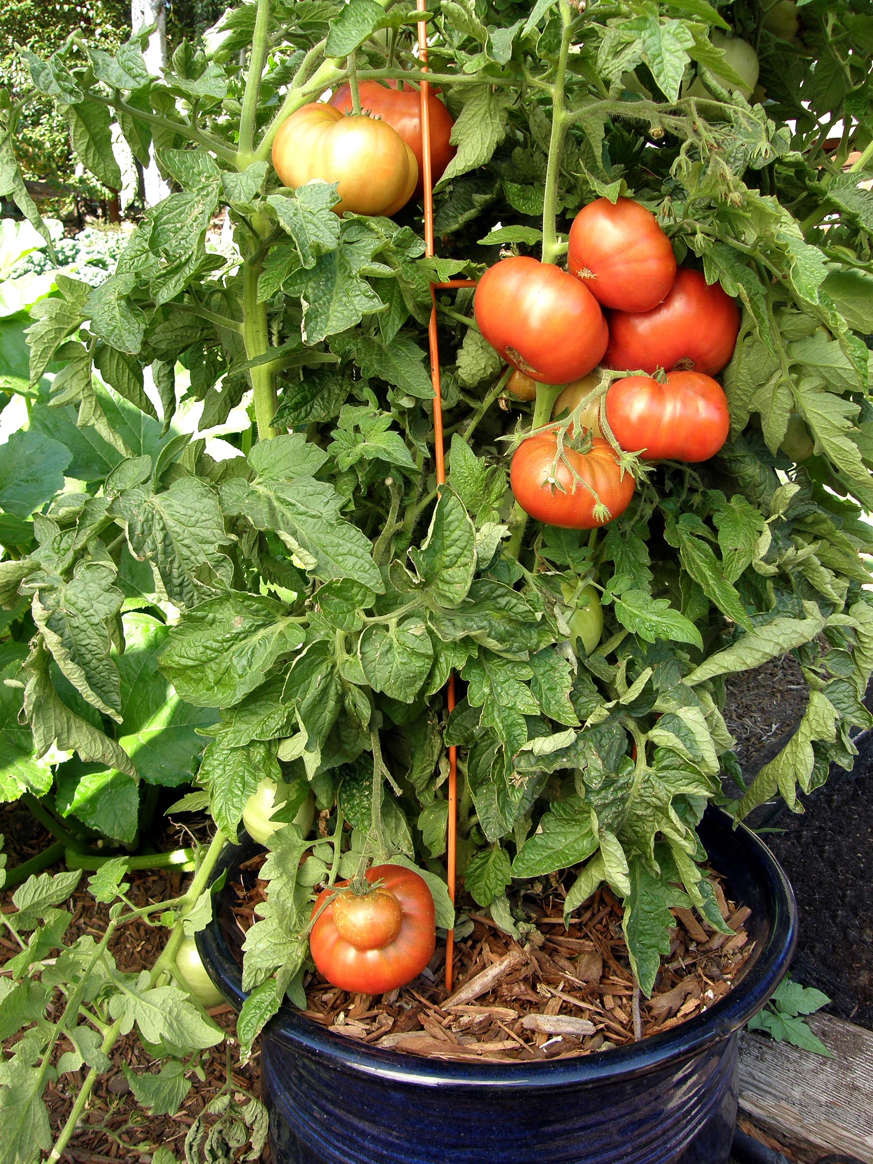 Tasmanian Chocolate' Heirloom Container Tomatoes – Renee's Garden