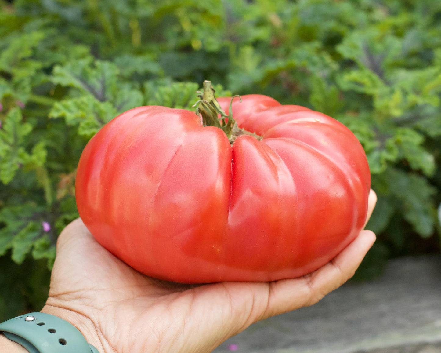 Heirloom Slicing Tomato - Chianti Rose