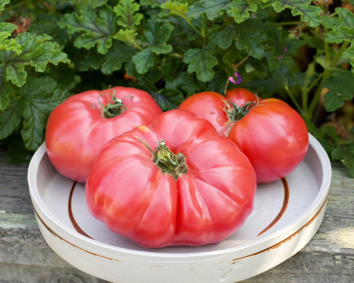 Heirloom Slicing Tomato - Chianti Rose