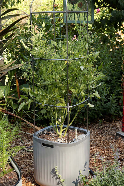 rolling self watering tomato planter with metal trellis Self-Watering Rolling Tomato Planter with Trellis–Vego Garden, Cream White