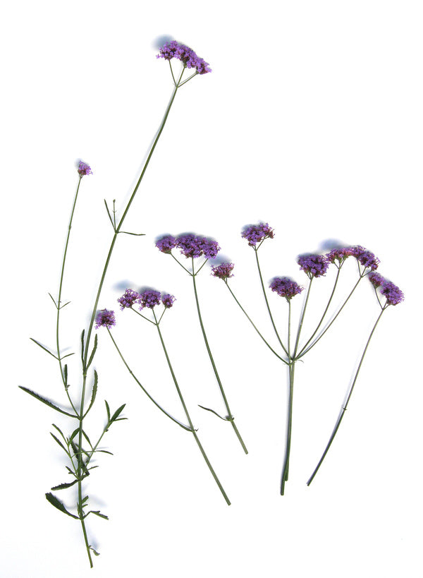 Vanity Verbena