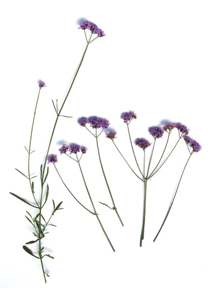 Vanity Verbena