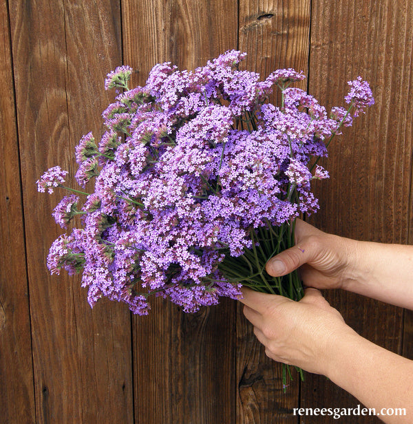Vanity Verbena