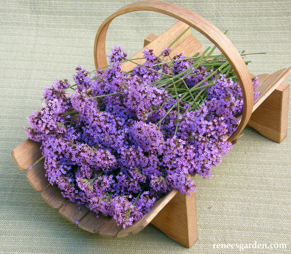 Vanity Verbena