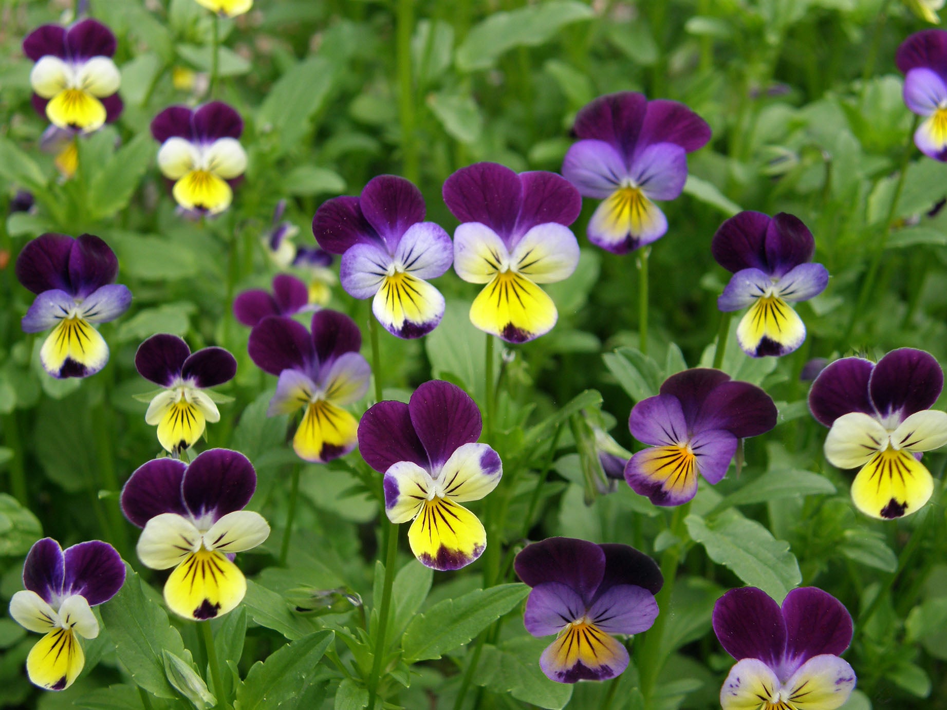 Grandma's Johnny Jump Ups' Heirloom Edible Flowers – Renee's Garden