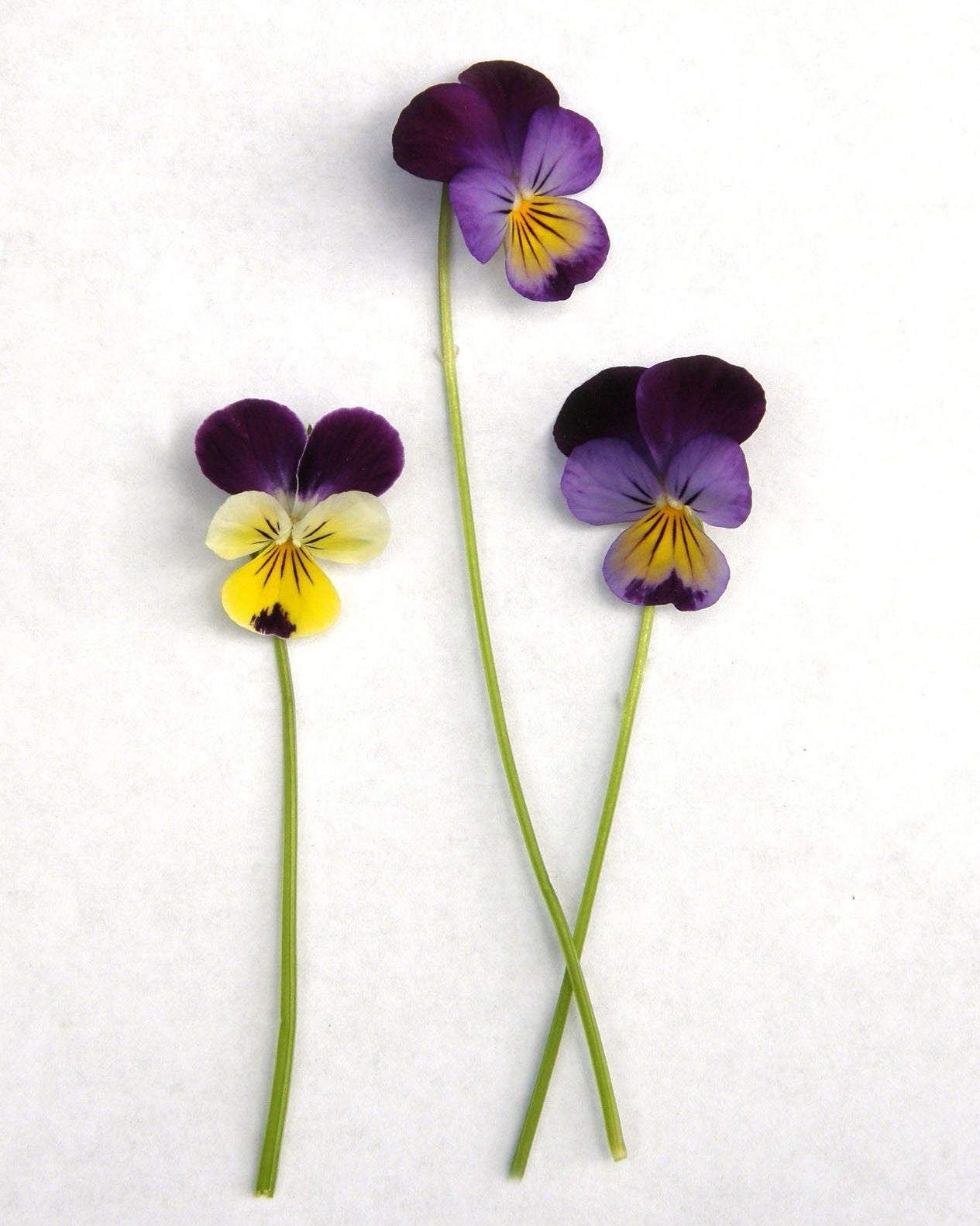 Heirloom Edible Flowers - Grandma's Johnny Jump Ups