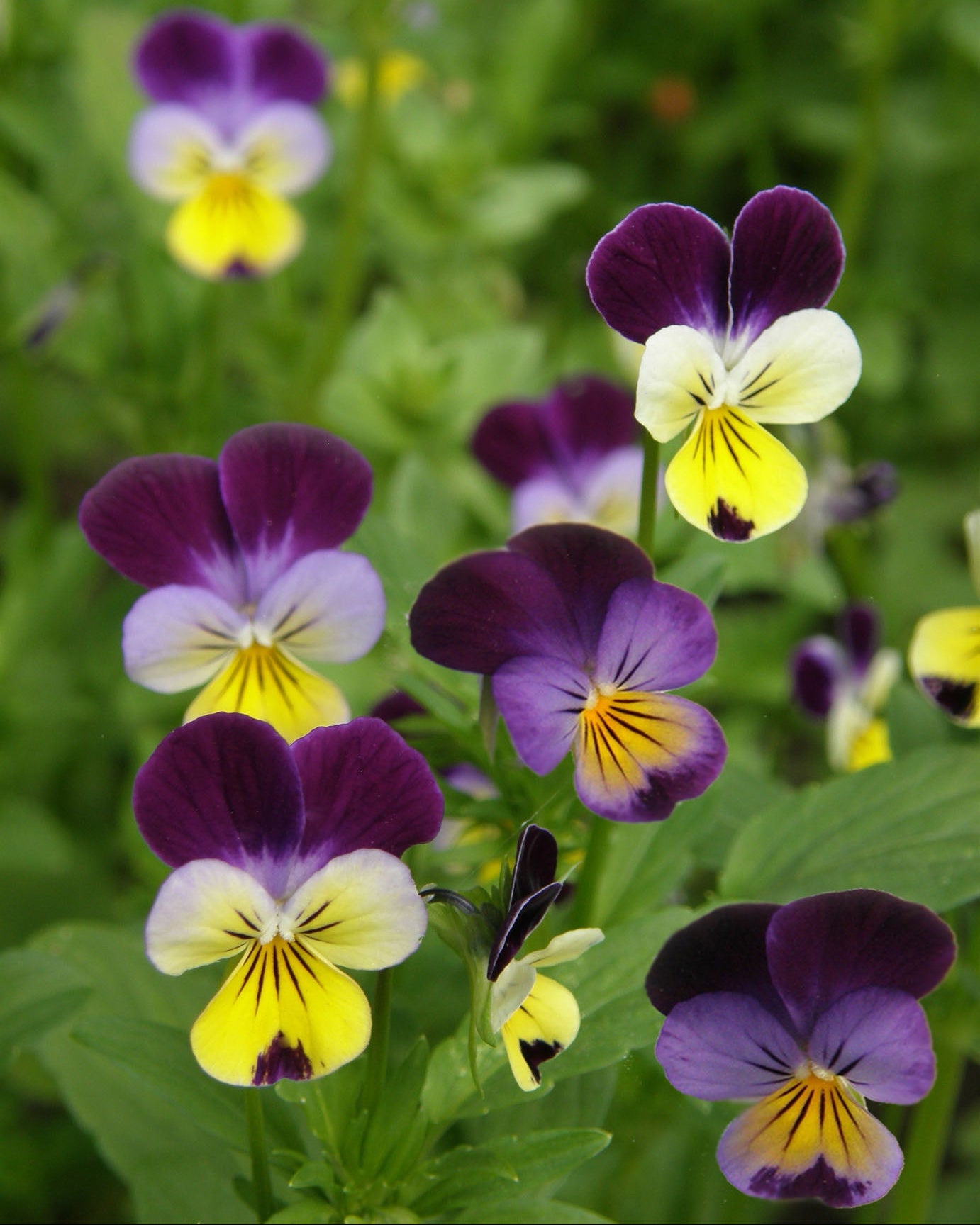 Heirloom Edible Flowers - Grandma's Johnny Jump Ups
