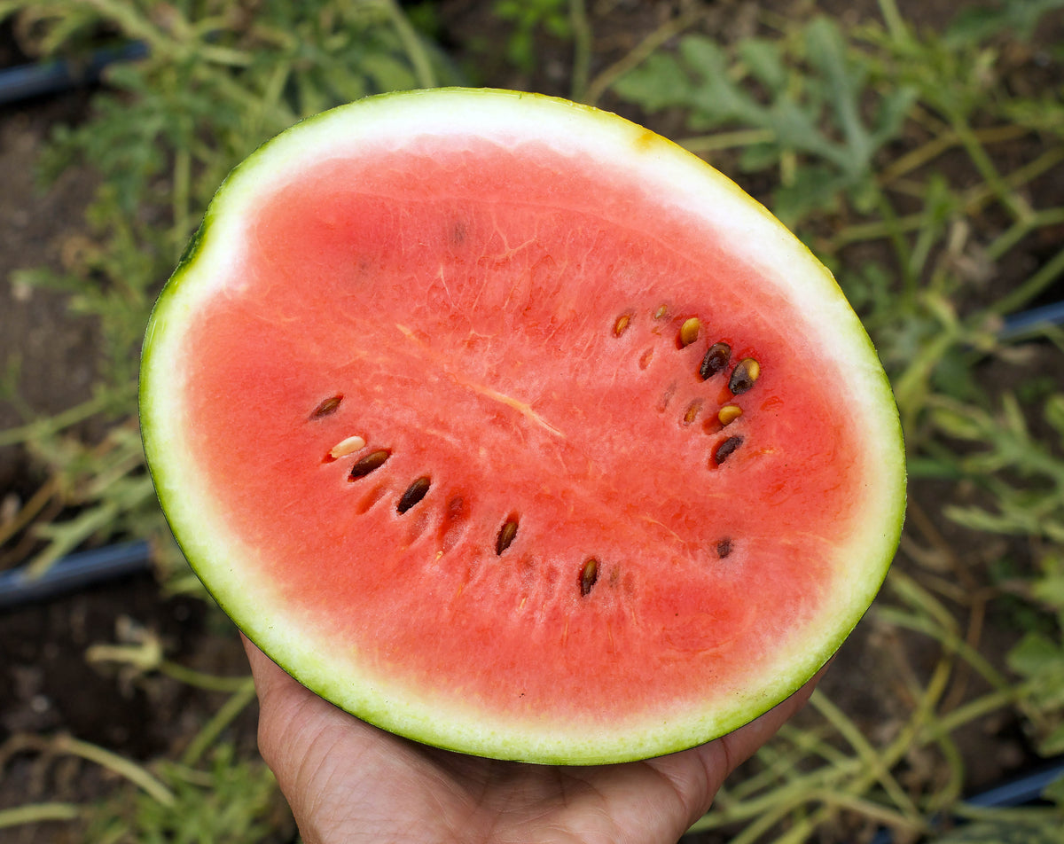 Mini Watermleon 'Mini Love' Personal Size Watermelons β Renee's Garden