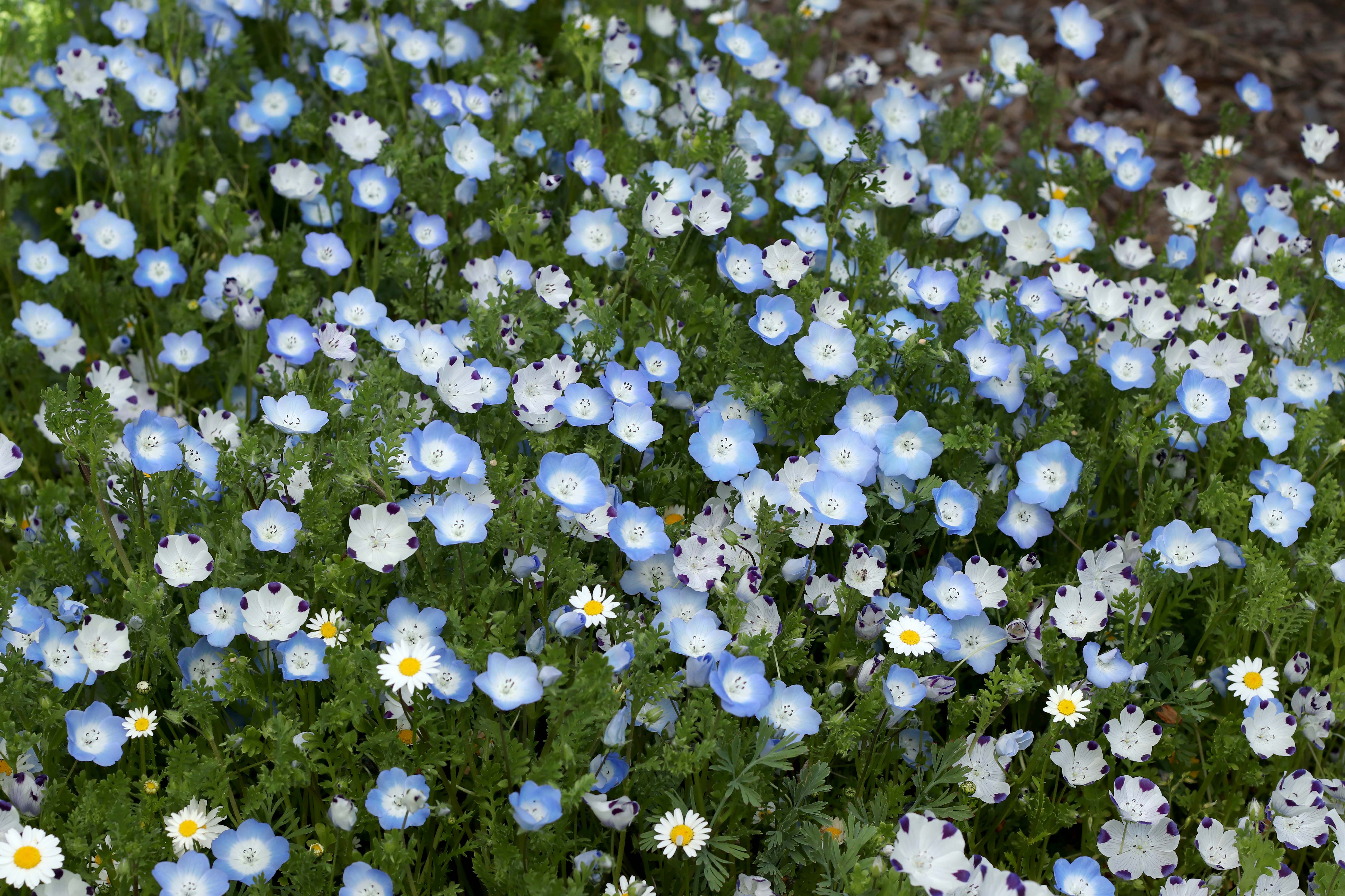 Wildflower Lawn Alternative – Renee's Garden
