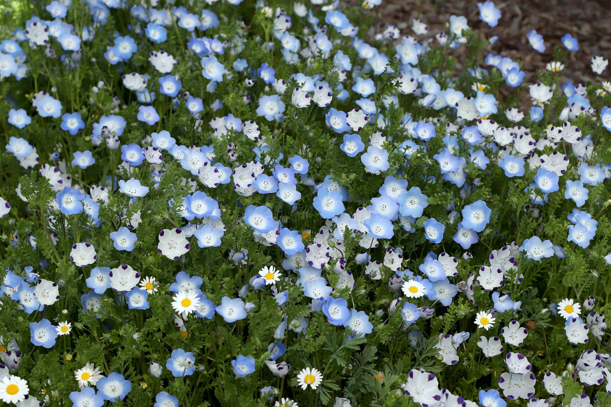 wildflower lawn seed Wildflower Lawn Alternative – Renee's Garden