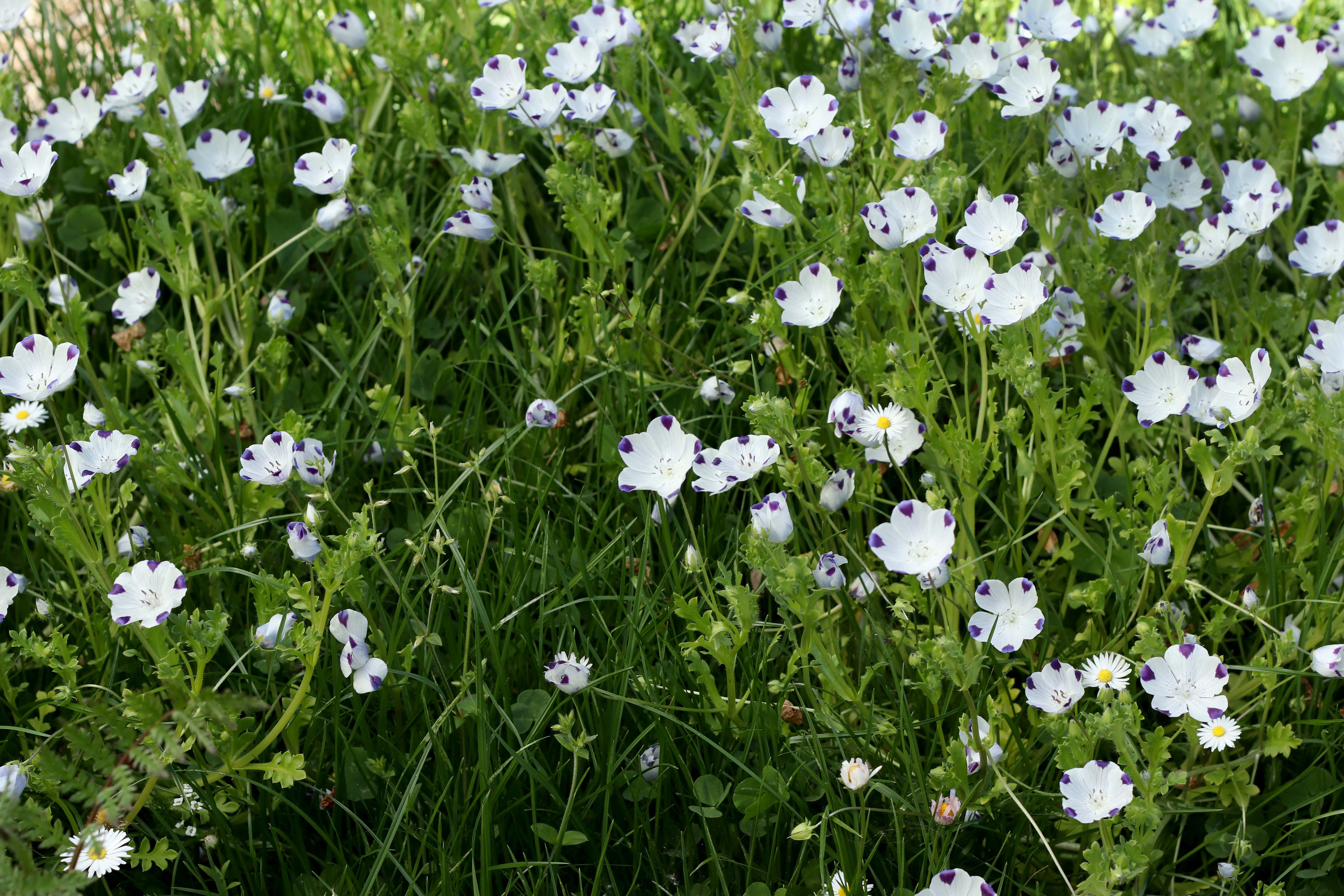 Wildflower Lawn Alternative – Renee's Garden