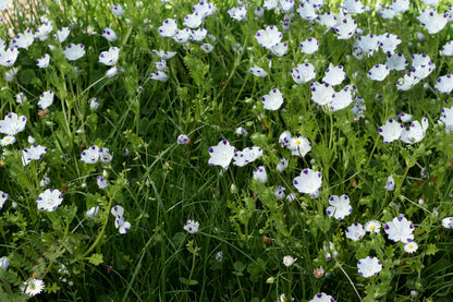 Wildflower Lawn