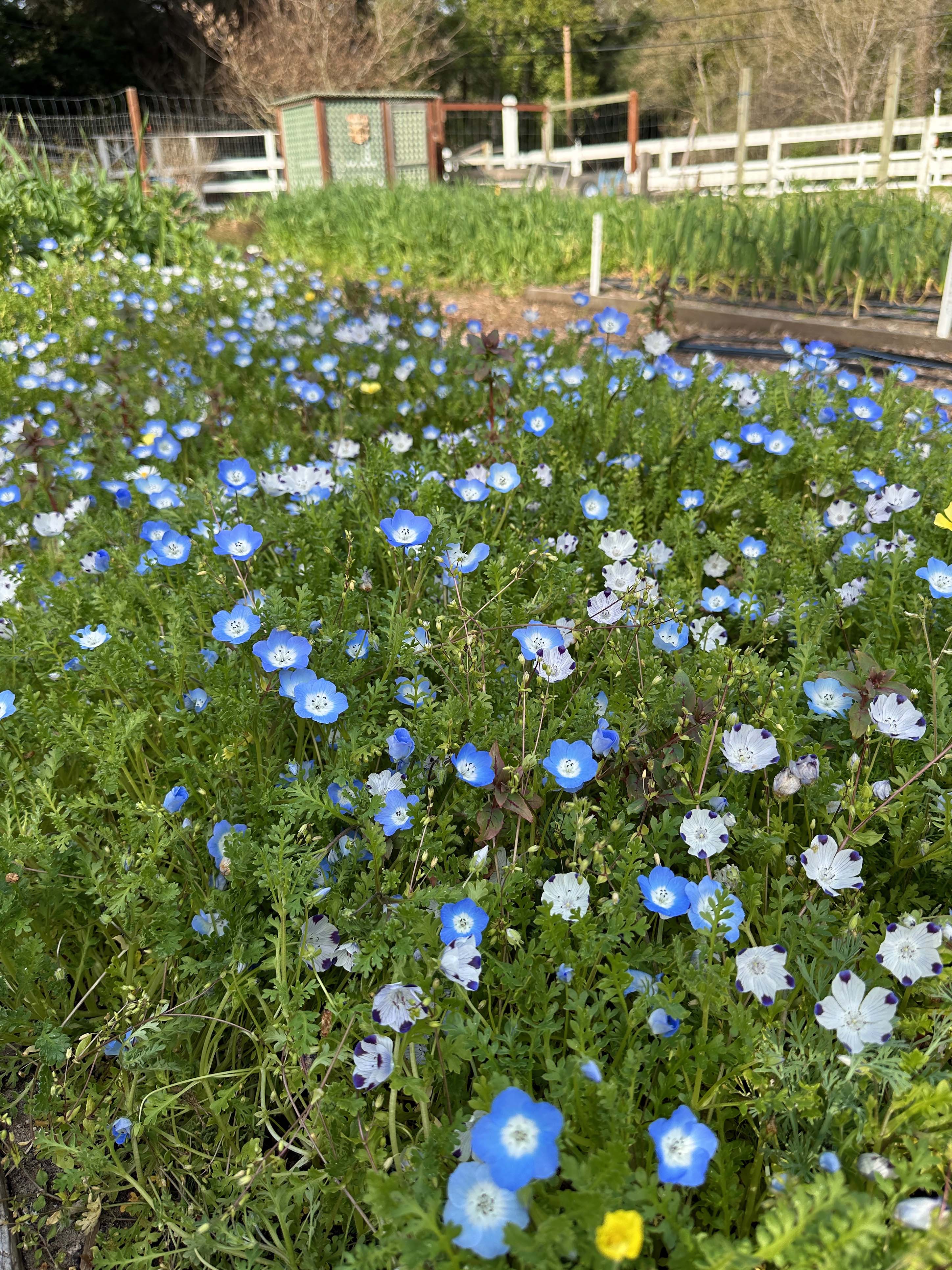 Wildflower Lawn Alternative – Renee's Garden