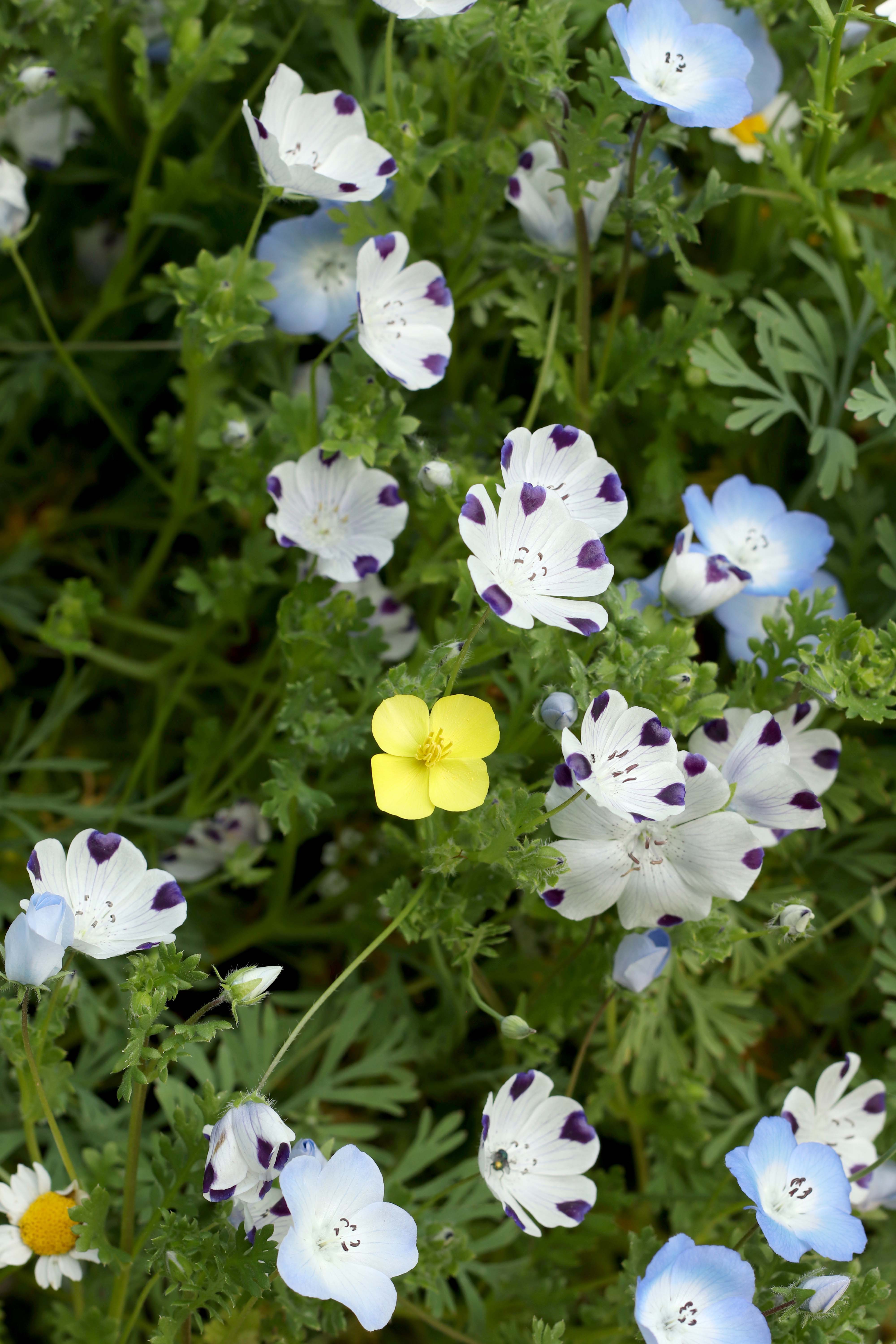 Wildflower Lawn Alternative – Renee's Garden