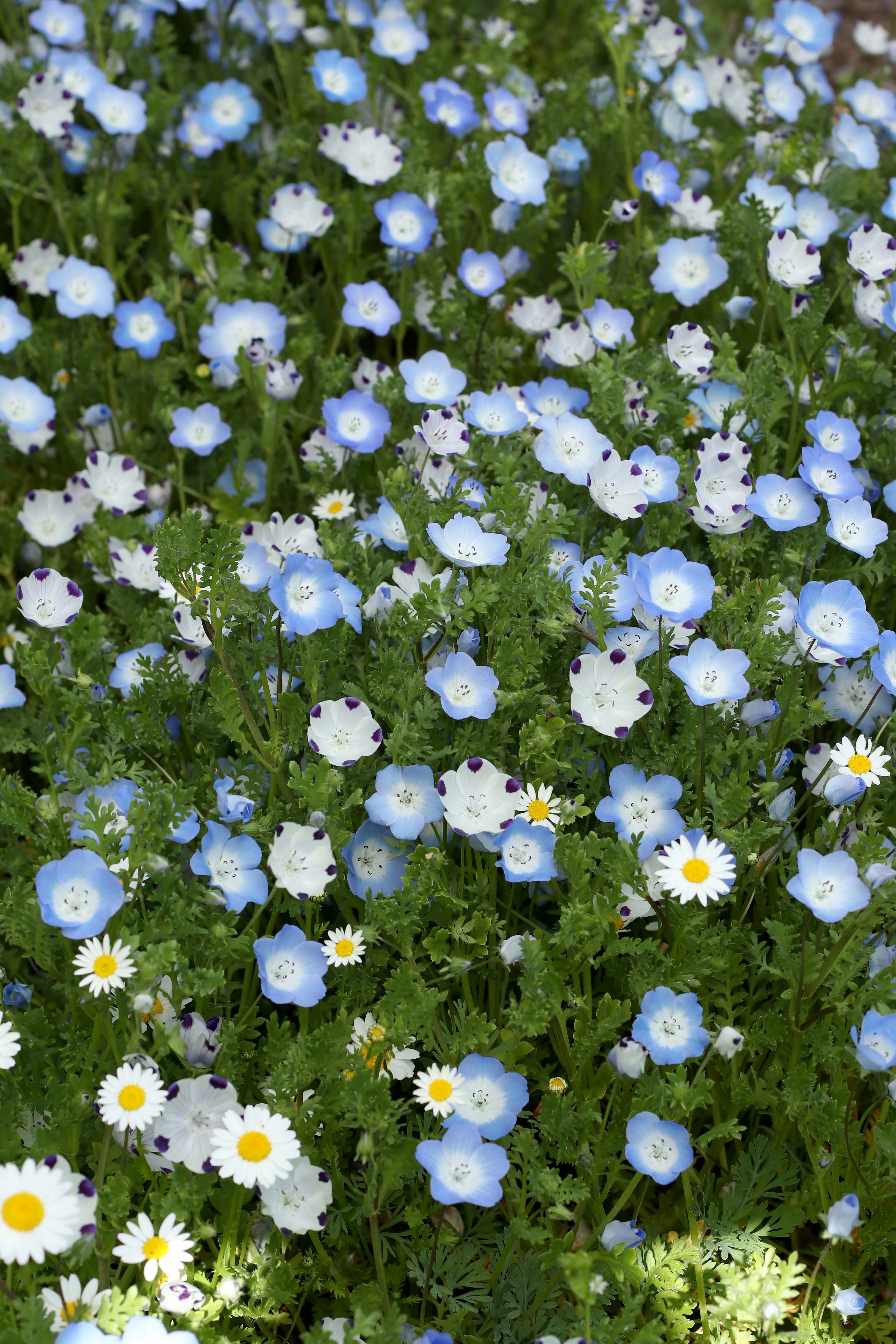 Wildflower Lawn Alternative – Renee's Garden