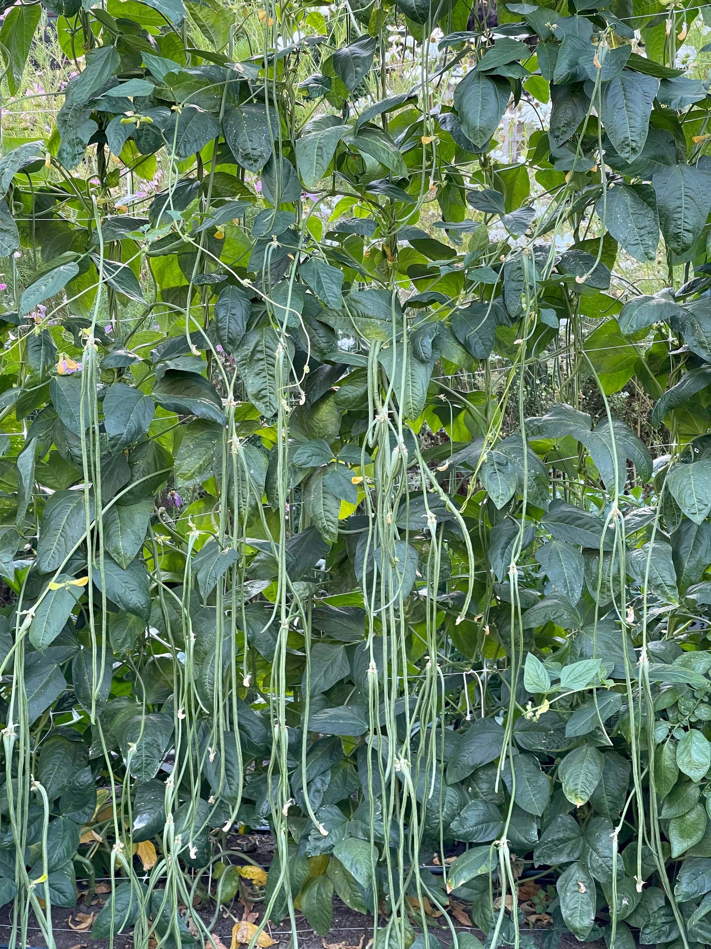 Pole Beans - Yard Long Noodle King