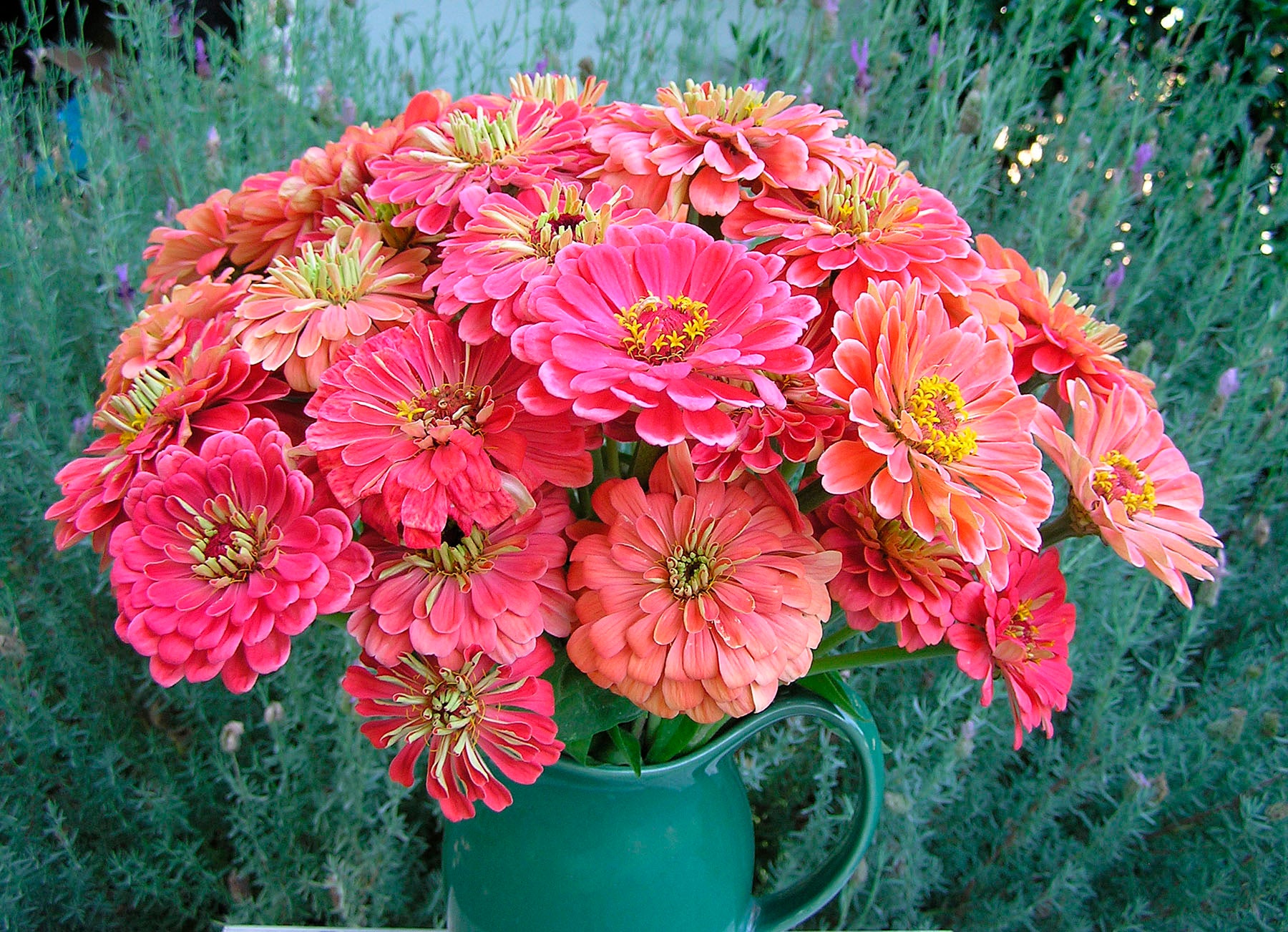 Apricot Blush' Butterfly Zinnias – Renee's Garden