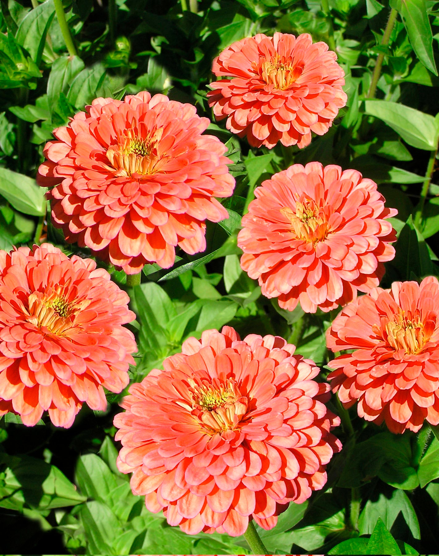 Apricot Blush' Butterfly Zinnias – Renee's Garden