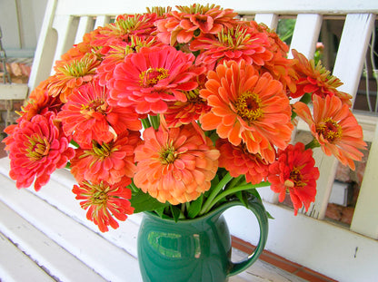 Butterfly Zinnias - Apricot Blush