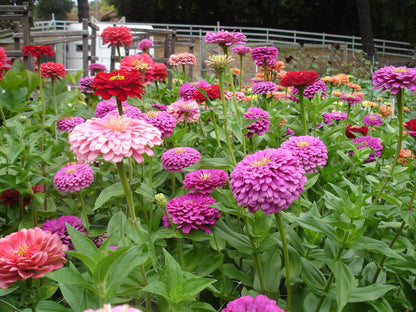 Bouquet Zinnias - Berry Basket