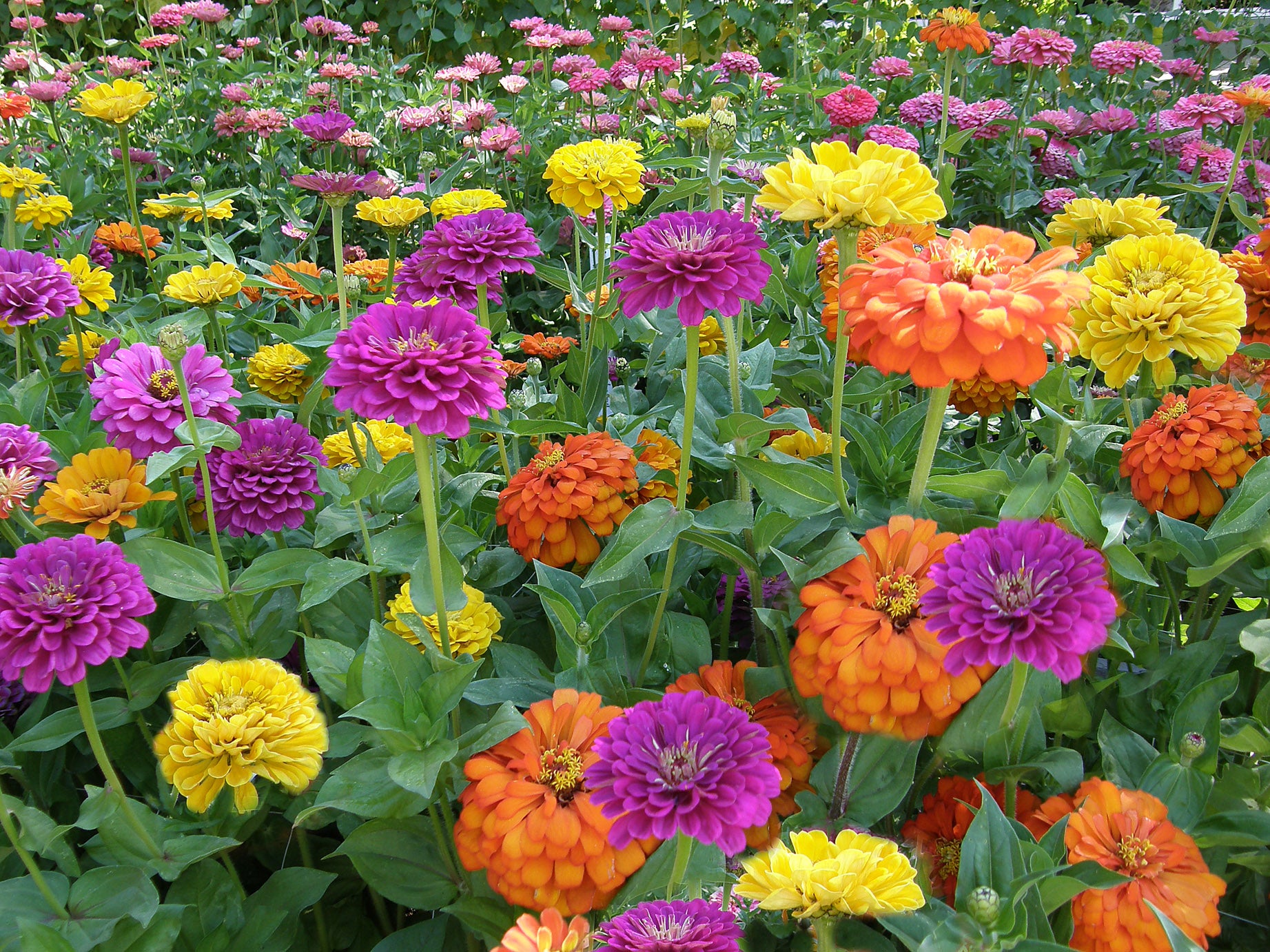 Bling Bling' Heirloom Cutting Zinnias – Renee's Garden