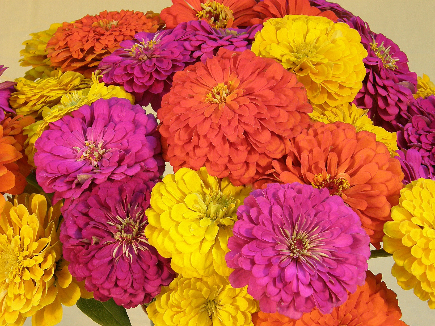 Bling Bling' Heirloom Cutting Zinnias – Renee's Garden