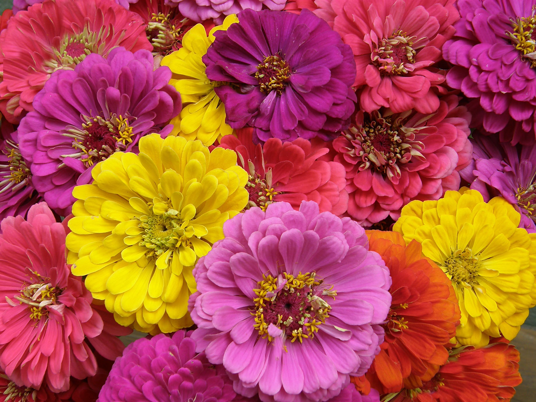 Cabaret' Double Cutting Zinnias – Renee's Garden